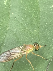 Ptecticus trivittatus