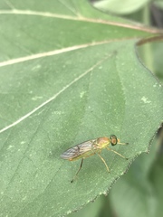 Ptecticus trivittatus