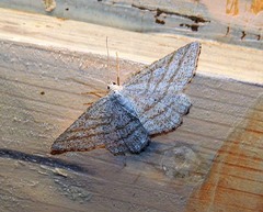 Perconia strigillaria