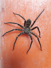 Heteropoda variegata