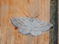 Perconia strigillaria