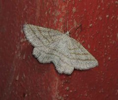 Perconia strigillaria