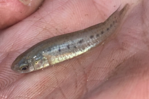 Bayou killifish (Fundulus pulvereus) — Fundulidae — 2