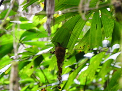 Phaethornis striigularis