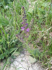 Salvia pratensis