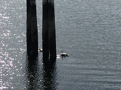 Somateria mollissima