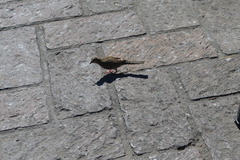 Columbina inca