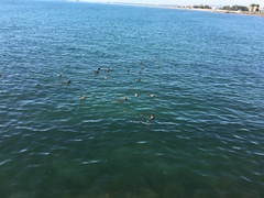 Somateria mollissima