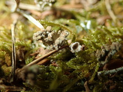 Tremella cladoniae