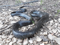 Dolichophis jugularis