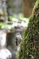 Acanthisitta chloris