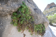 Mabrya acerifolia
