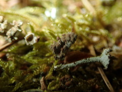 Tremella cladoniae