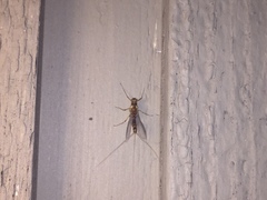 Ephemerella excrucians