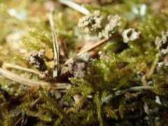 Tremella cladoniae