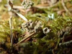 Tremella cladoniae