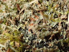 Tremella cladoniae