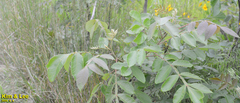 Rhus javanica