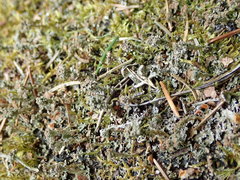 Tremella cladoniae