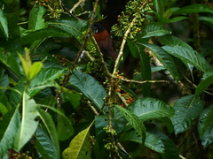 Cantorchilus nigricapillus