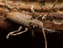 Mimorsidis taiwanensis