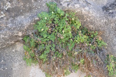 Mabrya acerifolia