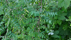 Caragana arborescens