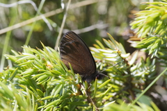 Erebia epiphron