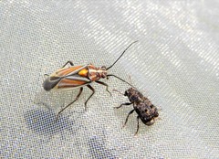Horistus orientalis