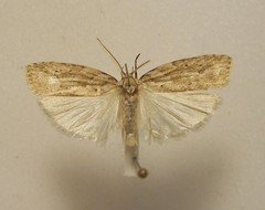 Agriophara colligatella