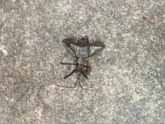 Acanthocephala declivis