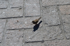 Columbina inca