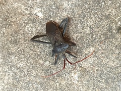 Acanthocephala declivis