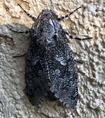 Prionoxystus robiniae