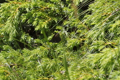 Erebia epiphron