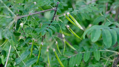 Caragana arborescens