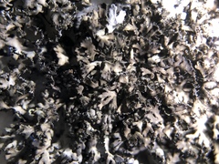 Phaeophyscia sciastra