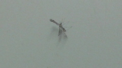 Pterophoroidea