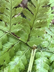 Dryopteris intermedia