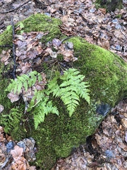 Dryopteris intermedia