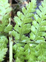 Dryopteris intermedia