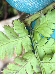 Dryopteris intermedia