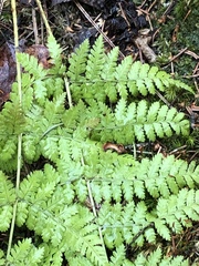 Dryopteris intermedia