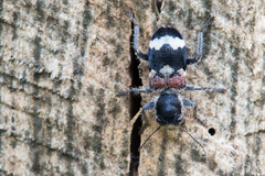 Clerus mutillarius