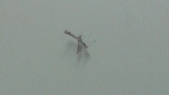 Pterophoroidea
