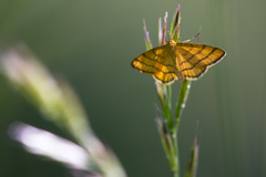 Idaea aureolaria
