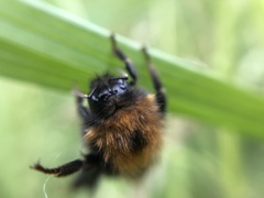 Bombus hypnorum