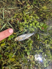 Richardsonius balteatus