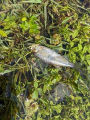 Richardsonius balteatus