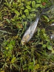 Richardsonius balteatus